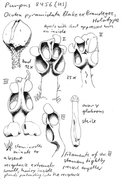 Vorschaubild Ocotea pyramidata S.F. Blake